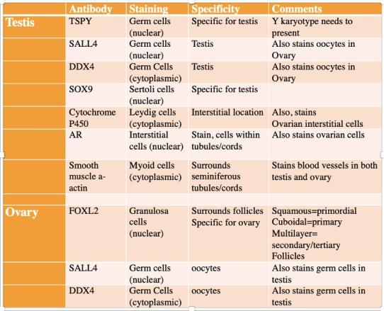 Recommended Immunohistochemical Panel to Diagnose Ovotestis