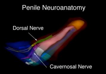 Sexual Differentiation