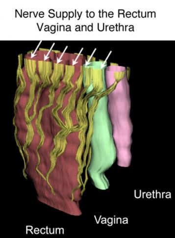 Sexual Differentiation 4